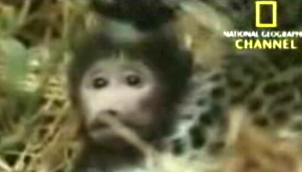VEKKER MORSINSTINKTET: Etter at moren er drept, søker denne bavian-ungen tilhold hos morderen - leoparden.