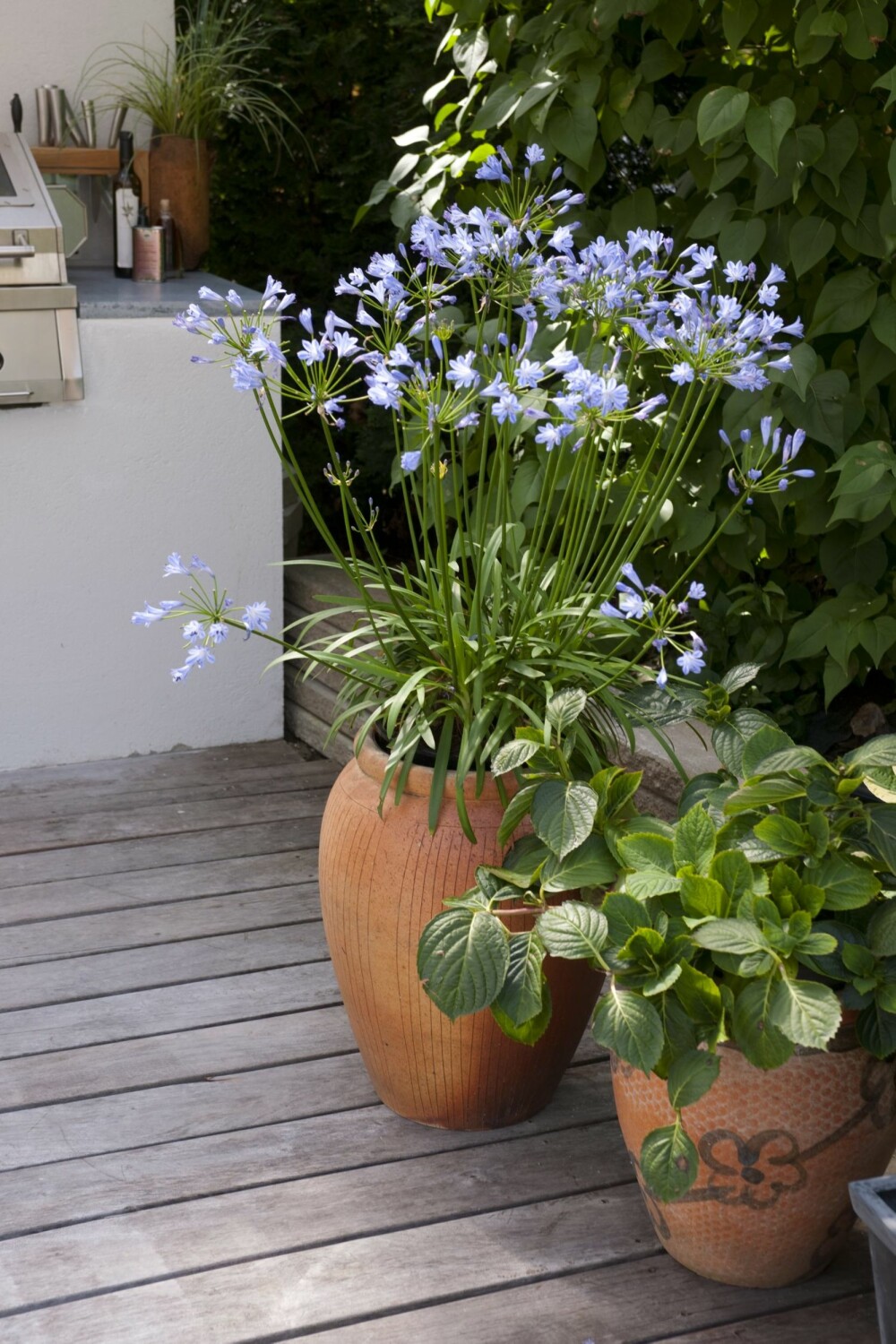 BLOMSTER: Pynt med blomster som tåler høstklima. BLOMSTER: Pynt med blomster som tåler høstklima.