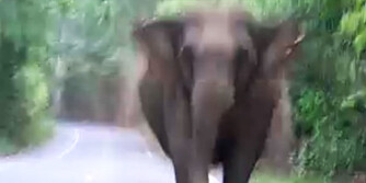 HISSIGPROPP: Elefanter i fullt firsprang er ikke til å spøke med.