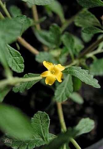 ANTIOKSIDANTER: Den lille gule busken damiana drikkes som te eller røykes, og har tradisjonelt vært brukt for å øke sexlysten.