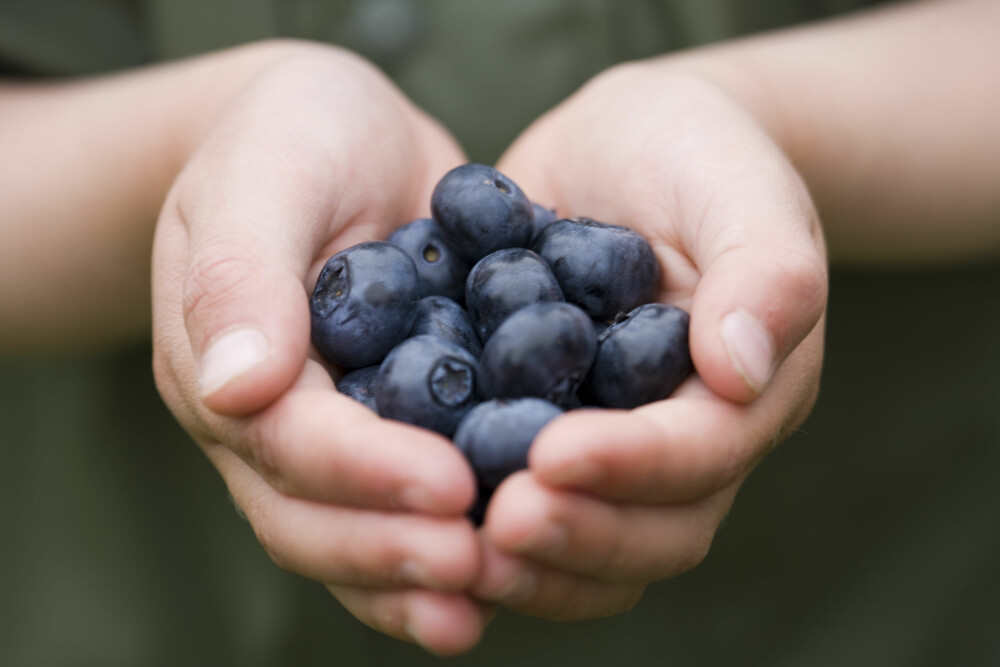 SUNNE BÆR: I blåbær får du masse antocyaniner, som kan forebygge kreft og redusere betennelsesnivået i kroppen.