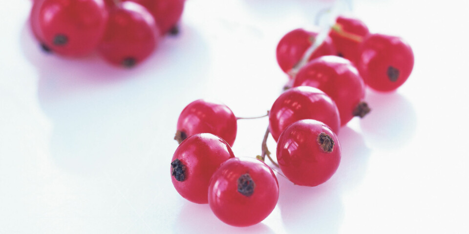 RIPS: Bær er også inkludert i anbefalingen om fem om dagen. Spis håndfull rips i stedet for et eple. Visste du at bær inneholder med antioksidanter enn frukt?