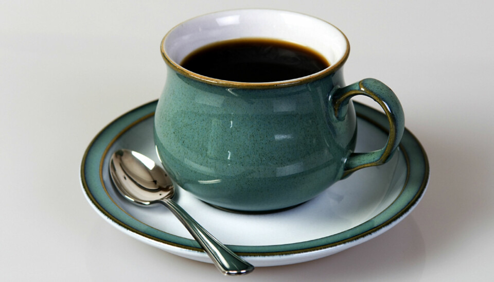 EKSKLUSIV: Bønnene som produseres av palmesivetten gir en kaffe som er svært ettertraktet.