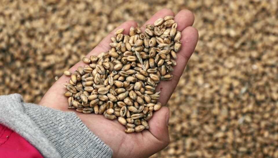 BYGG-GRYN: Forskere har funnet ut at bygg er en naturlig kolesterolsenker i tillegg til mange andre positive egenskaper.