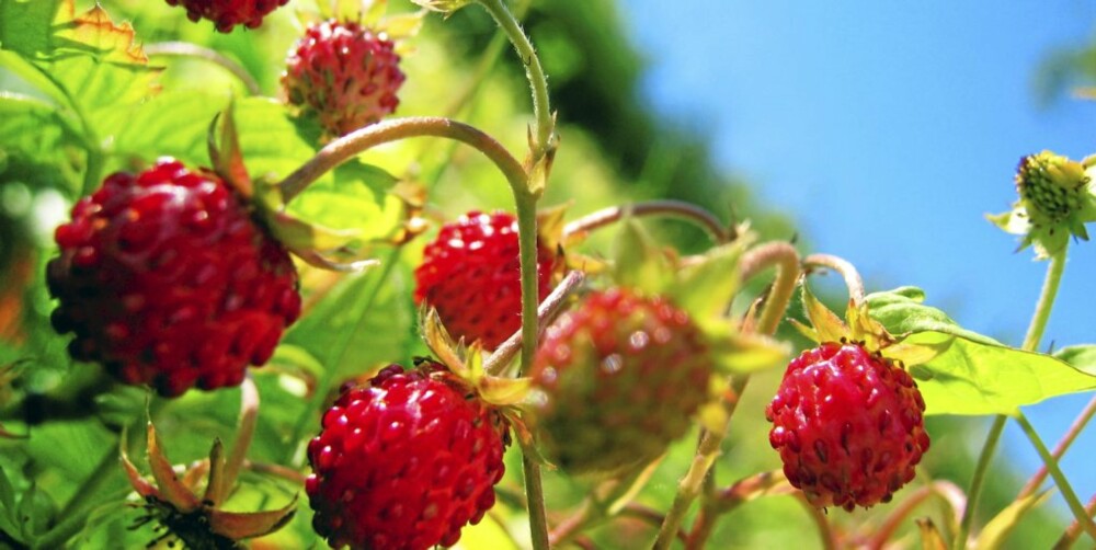RIKEST PÅ ANTIOKSIDANTER: Markjordbær er en super kilde til antioksidanter.
