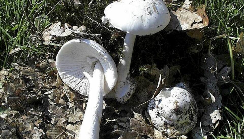 FARLIG: Hvit fluesopp inneholder en form for cellegift som kan gi nyre- og leversvikt.