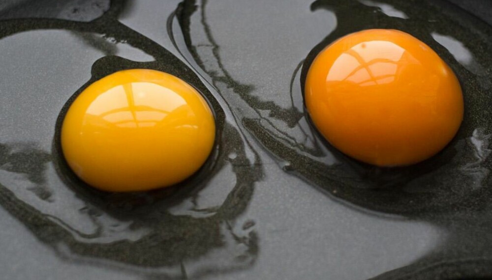 SER DU FORSKJELL?: Hvor gule eggeplommene er varierer. Et eksempel på å påvirke plommefargen er å tilsette mais i hønsefôret. Til venstre: Egg fra First Price, til høyre: Solegg fra Prior. FOTO: Pål Rødahl
