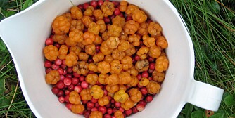 MULTER: En god kilde til vitamin E, C og kostfiber. MULTER: En god kilde til vitamin E, C og kostfiber.