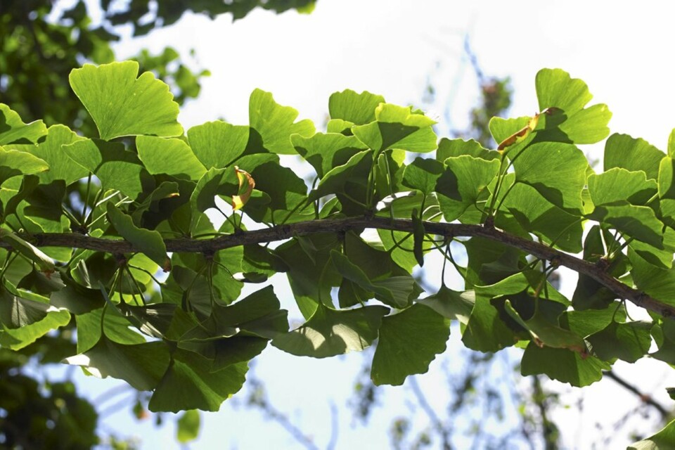 HELT GINGKO: Gingko-planten skal motvirke demens, men kan også forsterke blødninger og virkning av blodfortynnende medisiner.