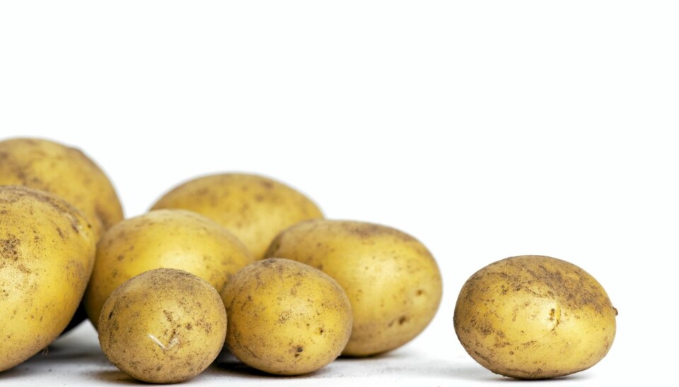 POTETEN: Den foreslås fjernet fra '5 om dagen'-rådene fra Nasjonalt råd for ernæring.