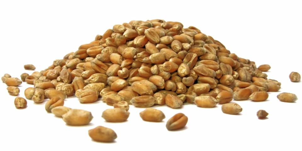 BULGUR: Kornet har en lett nøttaktig smak som de fleste liker.