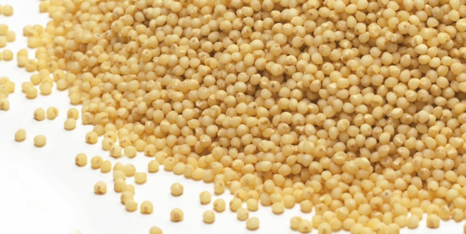 HIRSE: Hirsen har et næringsinnhold som ligner på hvetens, men den har mer fett.