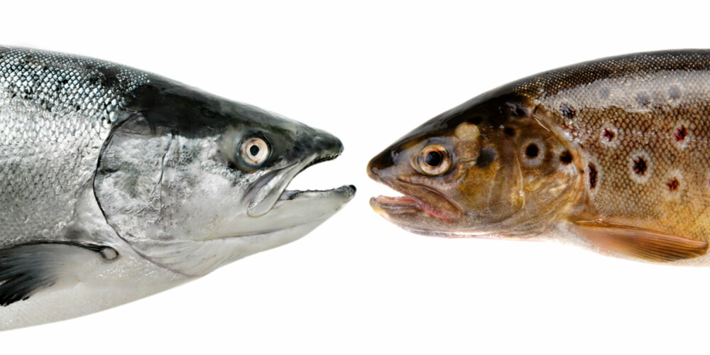 MYTE: Det er en myte at oppdrettsfisk får dårligere fôr enn havfisk. Både havfisk og villfisk blir hva den spiser, og oppdrettsfisk får pellets laget av protein, fett, karbohydrater, vitaminer, mineraler og pigment. MYTE: Det er en myte at oppdrettsfisk får dårligere fôr enn havfisk. Både havfisk og villfisk blir hva den spiser, og oppdrettsfisk får pellets laget av protein, fett, karbohydrater, vitaminer, mineraler og pigment.