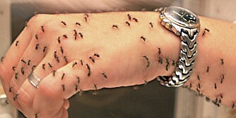 FORSKER PÅ MYGG: Ved et universitet i Florida har forskere forsøkt å finne ut hvorfor noen mennesker tiltrekker seg mer mygg enn andre.