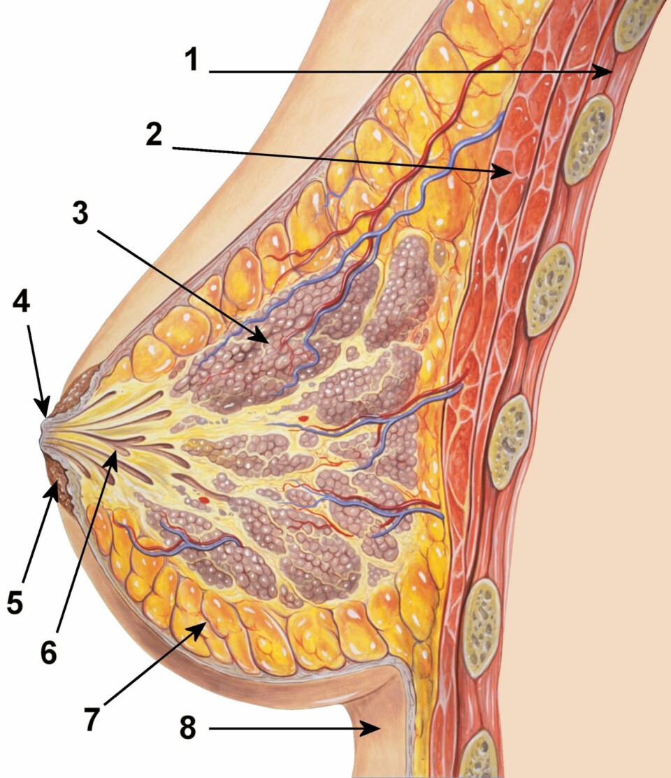 Tverrsnitt av bryst 
1) Brystvegg 
2) Brystmuskel (Pectoralis major) 
3) Melkekjertler (Lobules) 
4) Brystvorte 
5) Areola 
6) Melkegang 
7) Fettvev 
8) Hud 
ILLUSTRASJON: Patrick J. Lynch, medisinsk illustratør og C. Carl Jaffe, MD, kardiolog.