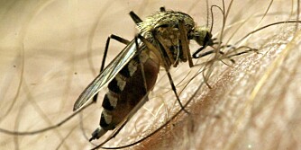 MYGGMIDDEL: Slett ikke alle myggmidler fungerer etter hensikten.