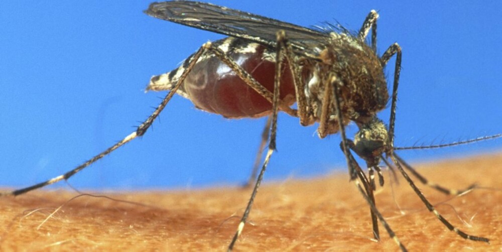 IKKE DREP MYGGEN: Når myggen først har stukket, kan du med fordel la den suge seg ferdig, fordi da trekker den med seg noe av giften sin ut igjen..