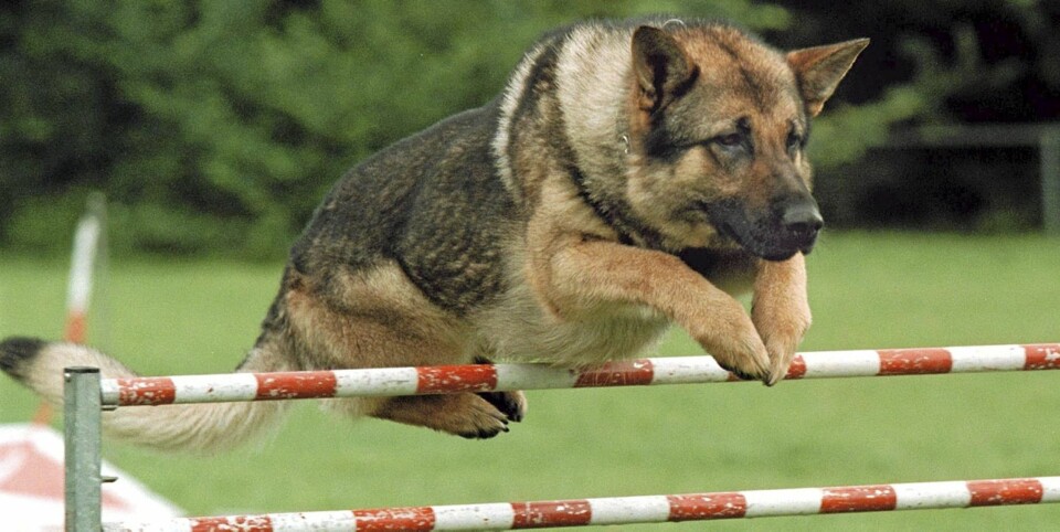 TENK DEG OM: Dersom du ikke har et høyt aktivitetsnivå, bør du heller ikke investere i en hund som har nettopp det. Resultatet er som oftest at hunden omplasseres i stedet for at du blir mer aktiv. Finn en rase som passer akkurat deg og det aktivitetsnivået som er realistisk!
