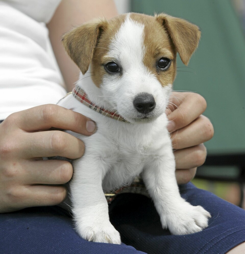 LITEN OG SNILL? Joda, de fleste hunder er snille. Men noen små hunder har også et stort behov for mosjon og mental stimulans, slik som for eksempel Jack Russel Terrier (bildet).
