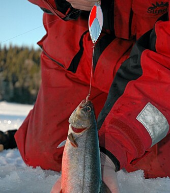 VÅPEN PÅ VARPET: Røyeblinken er suveren på varpet, der fisket er best fra islegging og fram til jul.