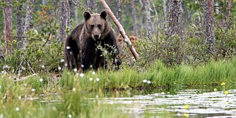 MØTE FOR LIVET: Å få se en vill, norsk bjørn ute i naturen er en opplevelse for livet. Denne er fotografert i Finland.