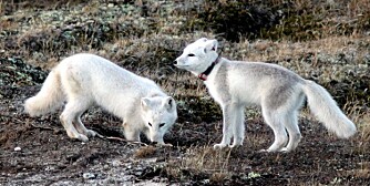 DOVREFJELL: I fjor ble to fjellrevvalper satt fri på Dovrefjell etter å ha vært på avlsstasjonen på Sæterfjellet i Oppdal. Nå skal 28 nye valper settes ut.