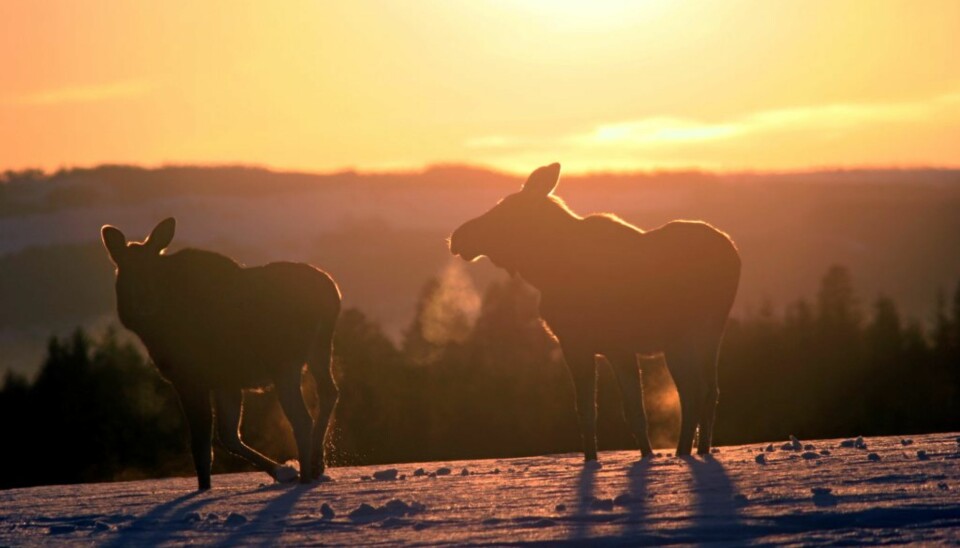 MOTIVET ALLE SNAKKER OM: Ingen vil ha bilder av elg i solnedgang lenger. Ikke er det å få kjøpt noe sted heller. Så vi måtte ta våre egne bilder.