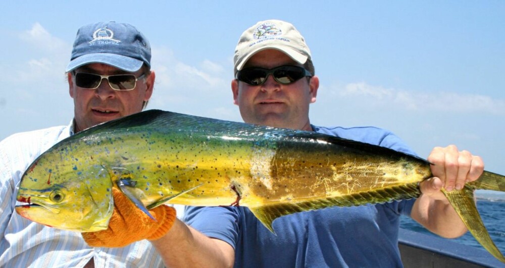 DORADO: Denne flotte fisken ved navn dorado har sterke grønne og gule farger. Men når den dør mister den helt fargene sine og blir blass og grå. Til høyre kaptein Alexander Nilsson.