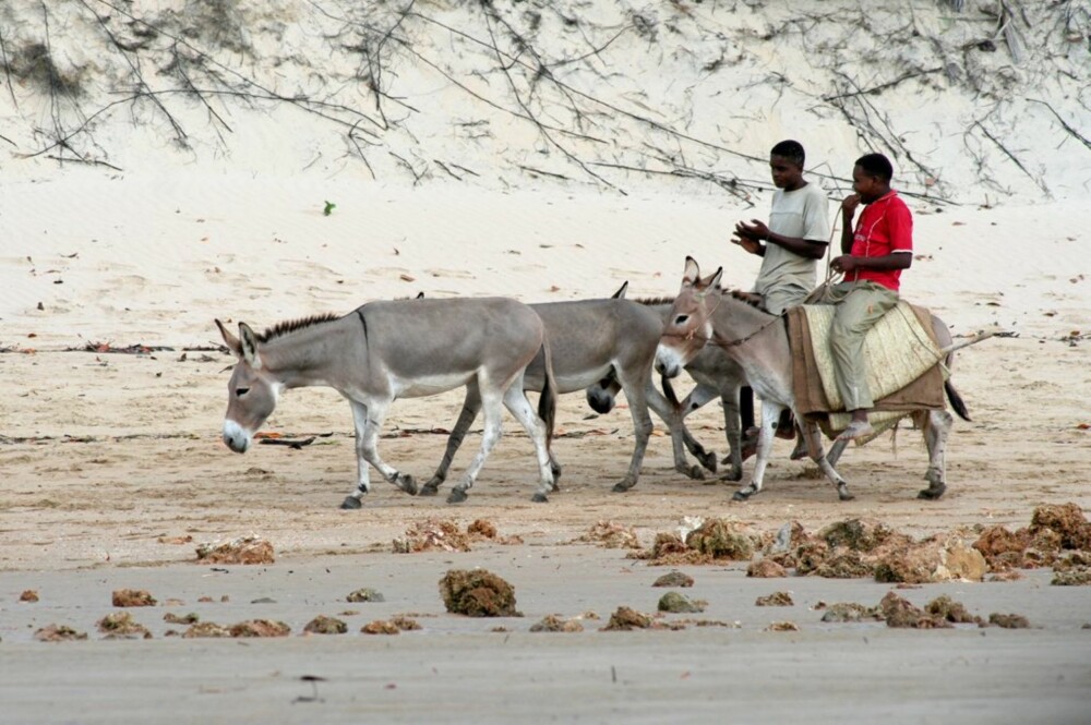 ESEL PÅ STRAND: Lamu har en 25 kilometer lang sandstrand. Det tar seks timer å gå ned hele stranden, men en del raskere går det å ri på esel.