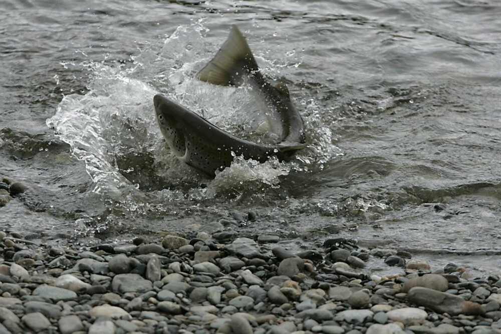 ALTALAKS: Selve drømmen for mang en laksefisker. ALTALAKS: Selve drømmen for mang en laksefisker.