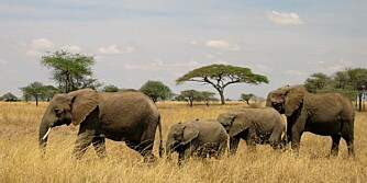 GODE BARNEVAKTER: Elefantene passer godt på de minste. De går alltid midt i flokken. Disse er på vei til vannhullet.