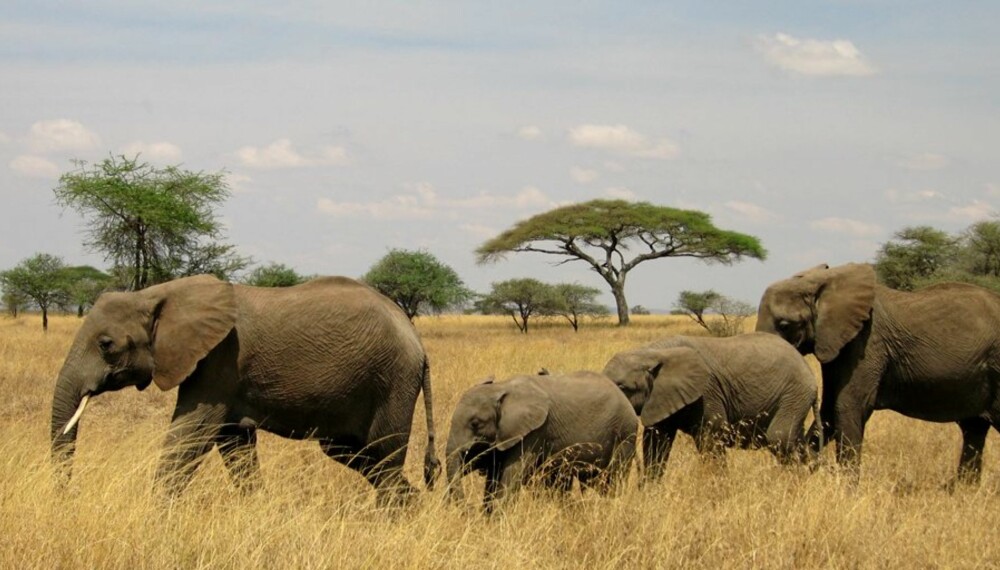 GODE BARNEVAKTER: Elefantene passer godt på de minste. De går alltid midt i flokken. Disse er på vei til vannhullet.