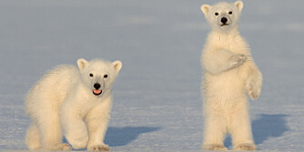 KOSEBAMSER: De avslappede isbjørnungene kikker mot fotografen. Mireille og Fredriks neste fotoprosjekt er å dokumentere isbjørnens livssyklus, på oppdrag fra National Geographic.