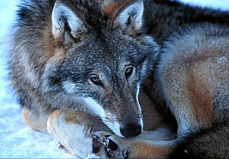 LISENSJAKT: Det er igjen lisensjakt i Norge. To ulver kan felles i Hedmark og Oppland.