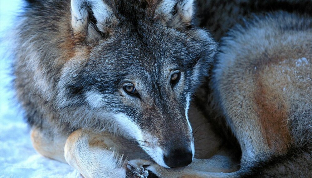 FLERE ULVER: Tre ulvepar ynglet i fjor. Bildet er tatt under kontrollerte omgivelser.
