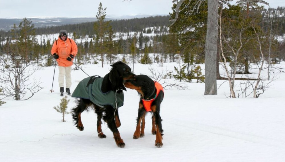 UT PÅ TUR:  Hunder kan også fryse. Følg disse tipsene, så får også hunden  en bra tur.