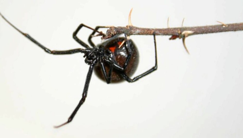 GIFTIG: En edderkopp av typen sort enke er funnet i Bergen.