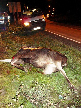 TIRSDAG ETTERMIDDAG: Denne elgen måtte bøte med livet etter en kollisjon på E18 ved Liertoppen. Elgen ble avlivet av viltnemda.