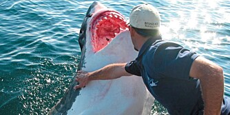 HVITHAI: Haiforsker mener langt flere mennesker blir drept og spist av hai og at dette trolig er skjebnen til mange som er påstått druknet på badeferie.