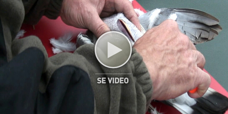 Slik tar du ut bryst og lår fra fugl