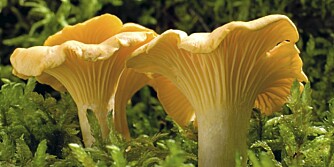 cantharellus cibarius edible mushroom close up shoot