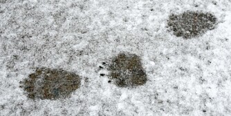 FERSKE SPOR: Nye spor i snøen betyr en mulighet for å observere bjørn.