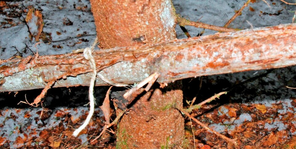SURRES PÅ: Skråstokkene kan surres til et tre, eller til stokker som er banket ned i bakken.