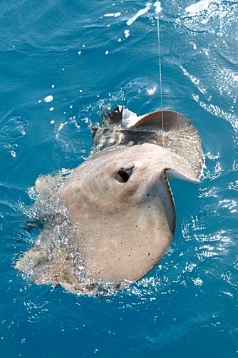 PILSKATE: Vanlig fangst på Kanariøyene. Kan veie over 100 kg, og krever sin mann selv om den ikke er verdens beste fighter. PILSKATE: Vanlig fangst på Kanariøyene. Kan veie over 100 kg, og krever sin mann selv om den ikke er verdens beste fighter.