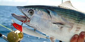 EFFEKTIVT: Både bonito og barracuda falt for en rød og hvit Rapala fisket lynraskt inn i overflata. Gøy!