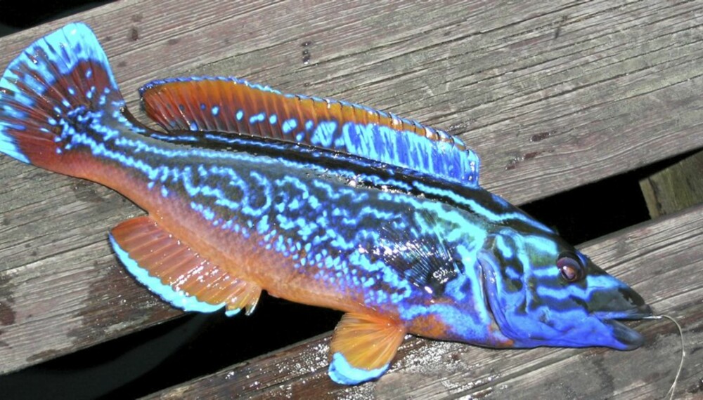 BLÅSTÅL: Norges vakreste fisk fisker du som berggylta. Den vekker oppsikt når du får den opp på brygga!