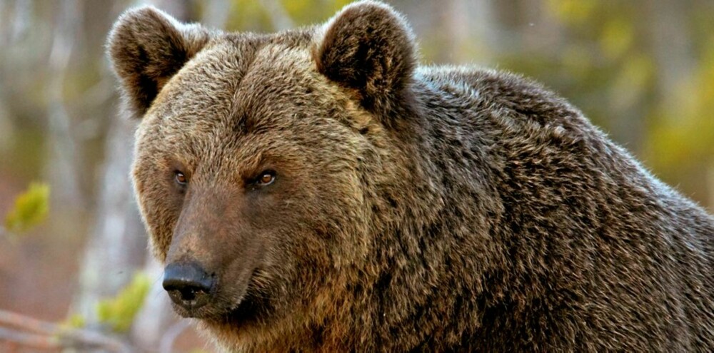 LISENSJEGERE: Fra 1.september ti l15.oktober kan alle jegere som har løst lisens (og skutt storviltprøven) felle bjørn under lisensjaktordningen.