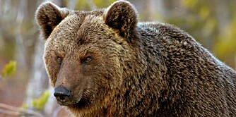 To bjørner skutt under årets lisensjakt.