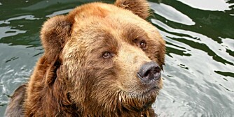 BJØRN: Nå kan det for fjerde år på rad jaktes bjørn lovlig i Norge.