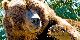 LISENSJAKT: 1. september er det klart for lisensjakt på bjørn igjen.